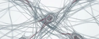Tissue Repair & Cellular Migration Models — peptide research category visualization