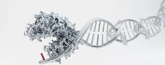 Anti-Aging & Longevity Pathways — peptide research category visualization