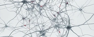 Cognitive & Neurological Research — peptide research category visualization