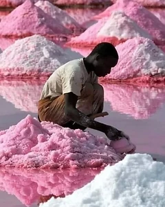 Récolte du sel dans les salines du Lac Rose