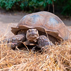 Tortue au Village des Tortues