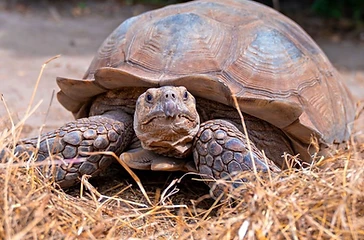 Village des Tortues + guide