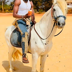 Cheval blanc en liberté