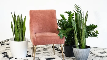 Cyc wall studio rental at The Plant Apothecary photo studio in Atlanta
