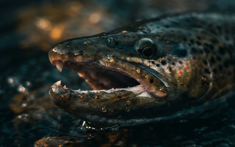 Mature brown trout kype jaw