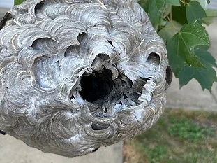 Stinging Insect Defense