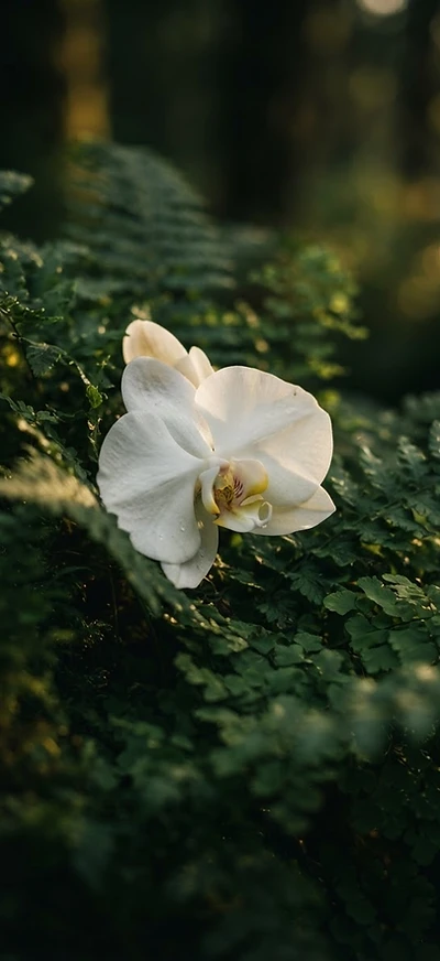 White orchid intertwined with green ferns in soft morning light