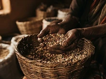 Hands cradling dried grains and pulses over a woven basket