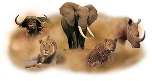 The Big Five — elephant, buffalo, rhino, lion and leopard