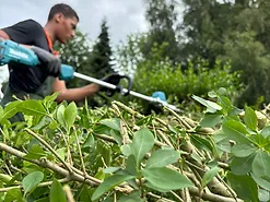 Droog eikenhaardhout in gaasbakken