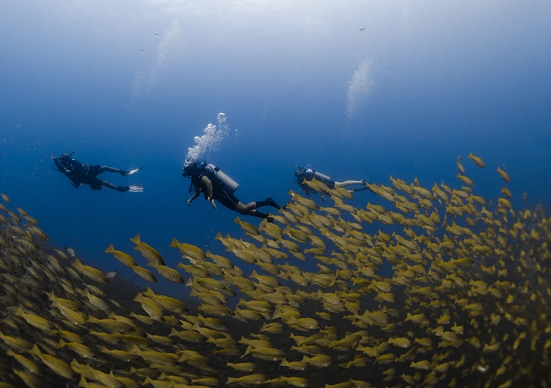 Three divers swimming above a school of yellow snapper in the blue water off Koh Tao
