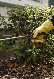Pest control in UAE