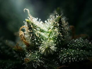 Macro cannabis trichomes