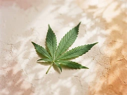 Cannabis leaf casting soft shadows