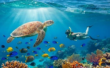 Diving & Snorkeling