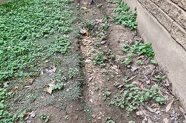 Drip-line trench eroded into the soil beneath a bare roof edge next to a brick wall