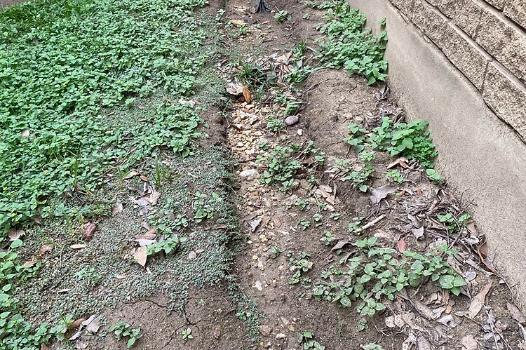 Drip-line trench eroded into mulch beneath a bare roof edge next to a foundation slab