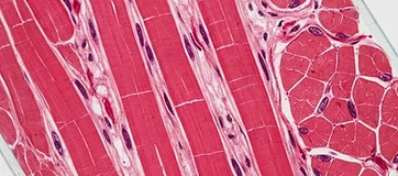 Follistatin and Myostatin: The Science of Muscle Growth Regulation