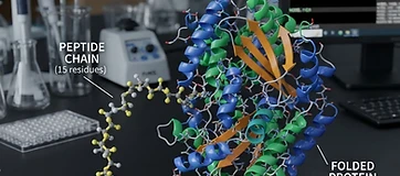 The Difference Between Peptides and Proteins