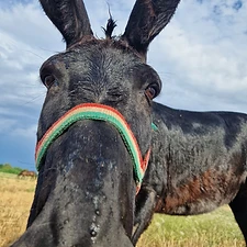 Magyar parlagi szamár (Árnyék)