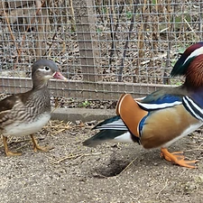 Mandarin réce