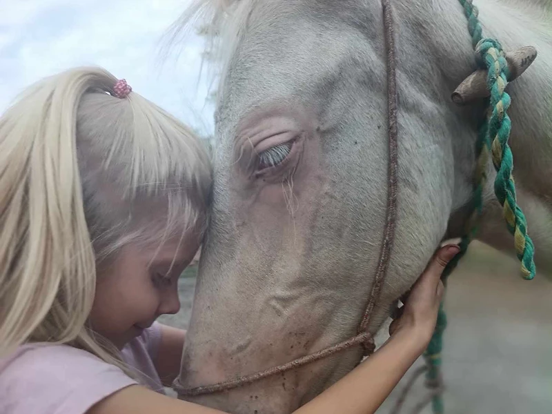 Lány és a ló - állatsimogató pillanat a tanyán