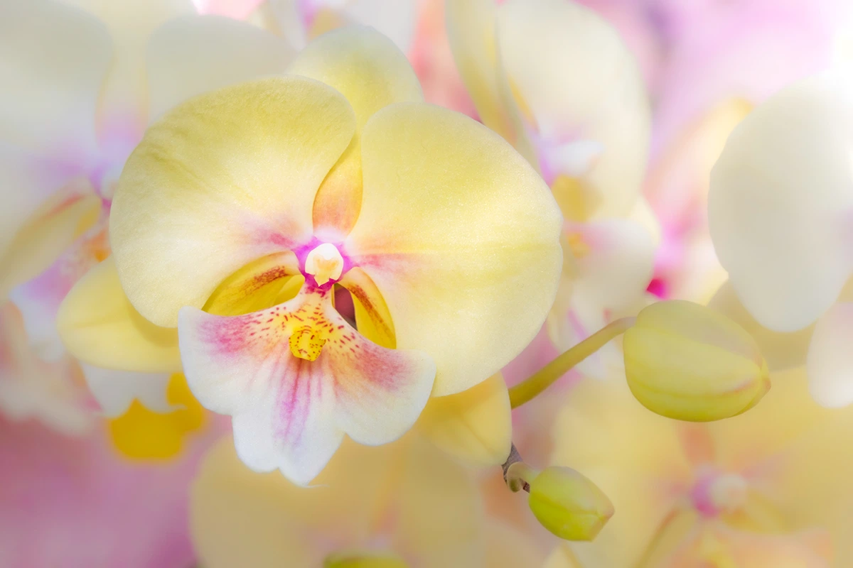 Yellow Phalaenopsis orchid in soft focus
