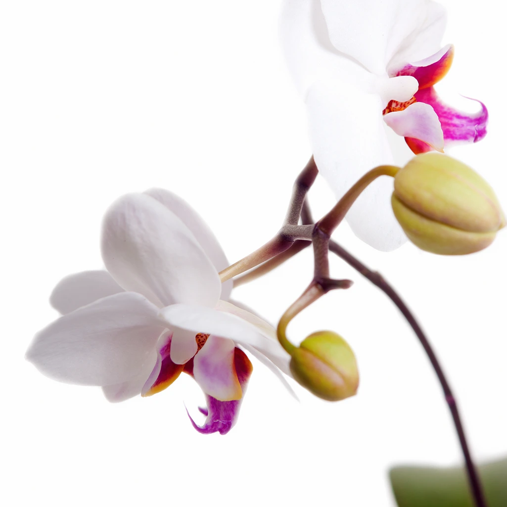 White phalaenopsis orchid — consultation