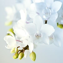 White Phalaenopsis orchid branch on isolated background