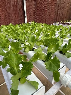 Hydroponic garden greens a few steps from the table
