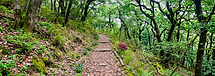 Woodland path through pines and wildflowers in the late afternoon