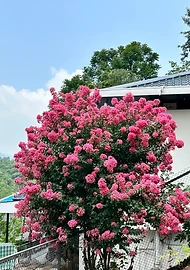 Bougainvillea in bloom
