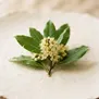 Flor de Louro