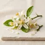 Flor de Yuzu