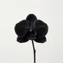 Orquídea negra