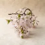 Flor de Cerejeira Chorona