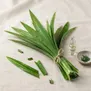 Folha de Pandan