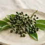 Litsea cubeba