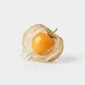 Physalis