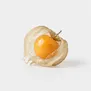 Physalis