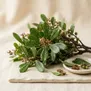 Myrica