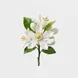 Flor de Laranjeira Africana