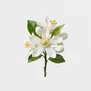 Flor de Laranjeira Africana