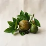 Chinotto