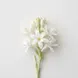 Tuberosa