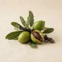 Árvore de Argan
