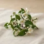 Flor de Chá Branco