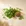 Coriander
