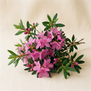 Rhododendron da Sibéria