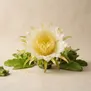 Flor de Pitaya